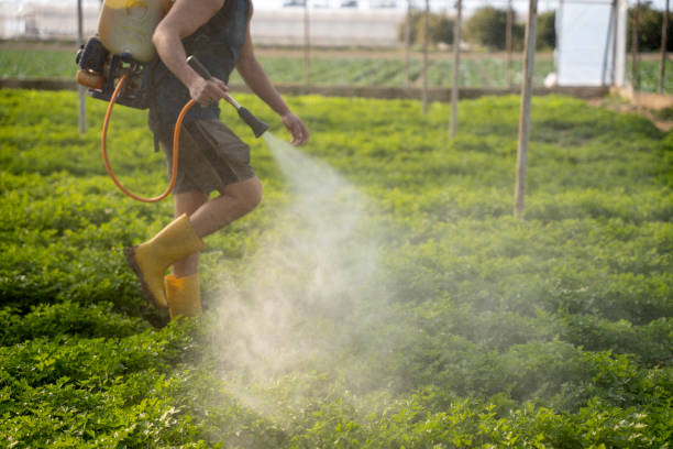 Best Insect Control  in Argyle, TX